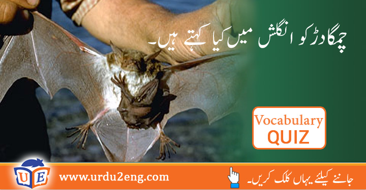 Worm Urdu Meanings