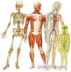 anatomy Urdu Meaning