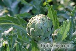 artichoke Urdu Meaning