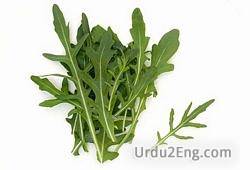 arugula Urdu Meaning