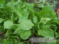 arugula Urdu Meaning