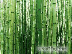 bamboo Urdu Meaning