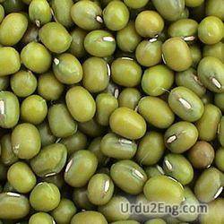 bean Urdu Meaning