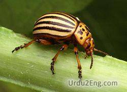 beetle Urdu Meaning