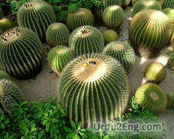 cactus Urdu Meaning