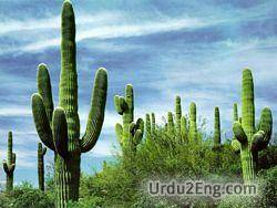 cactus Urdu Meaning