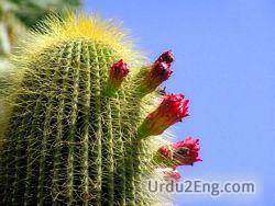 cactus Urdu Meaning