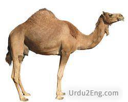 camel Urdu Meaning