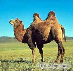 camel Urdu Meaning