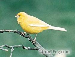 canary Urdu Meaning