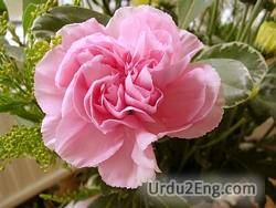 carnation Urdu Meaning