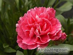 carnation Urdu Meaning