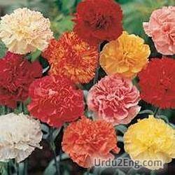 carnation Urdu Meaning