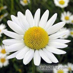 chamomile urdu meanings