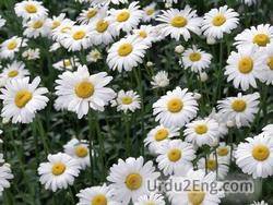 chamomile Urdu Meaning