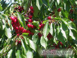 cherry Urdu Meaning