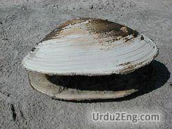 clam Urdu Meaning