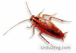 cockroach Urdu Meaning