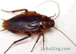 cockroach Urdu Meaning