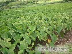 cocoyam Urdu Meaning