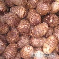 cocoyam Urdu Meaning