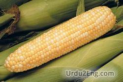 corncob Urdu Meaning