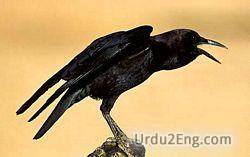 crow Urdu Meaning