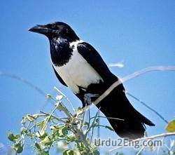 crow Urdu Meaning