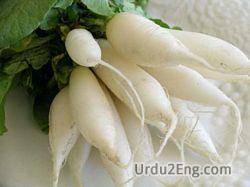 daikon Urdu Meaning