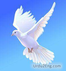 dove Urdu Meaning