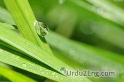 droplet Urdu Meaning