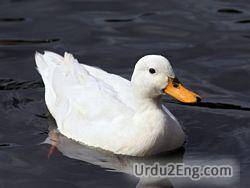 duck Urdu Meaning