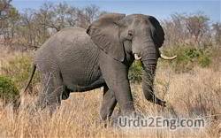 elephant Urdu Meaning