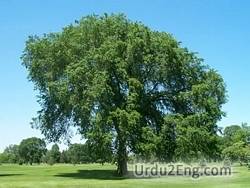 elm Urdu Meaning