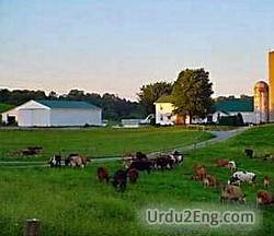 farm Urdu Meanings