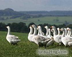 farm Urdu Meaning