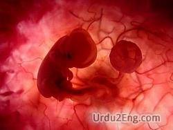 fetus Urdu Meaning