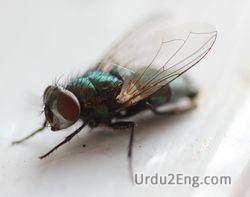 fly Urdu Meaning