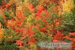 foliage Urdu Meaning