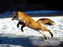 fox Urdu Meaning