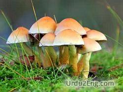 fungi Urdu Meaning