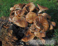 fungus Urdu Meaning