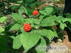 ginseng Urdu Meaning