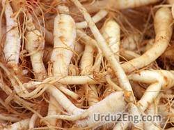 ginseng Urdu Meaning