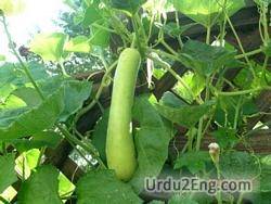 gourd Urdu Meaning