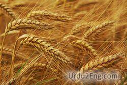 grain Urdu Meaning