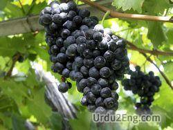 grape Urdu Meaning