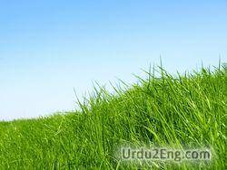 grass Urdu Meaning