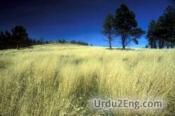 grassland Urdu Meaning