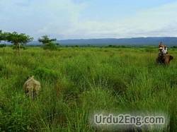 grassland Urdu Meaning